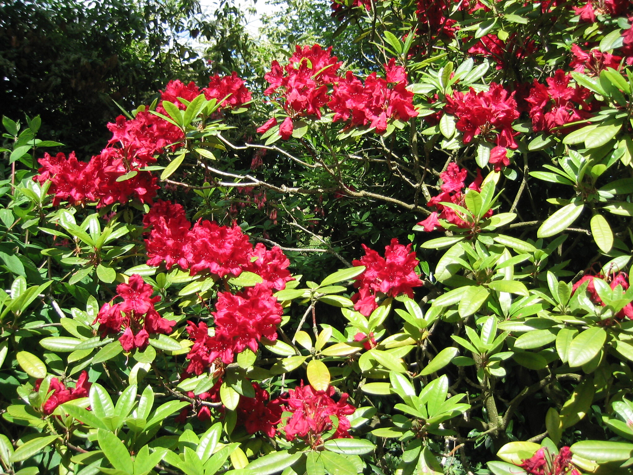 flowers garden monet.jpg