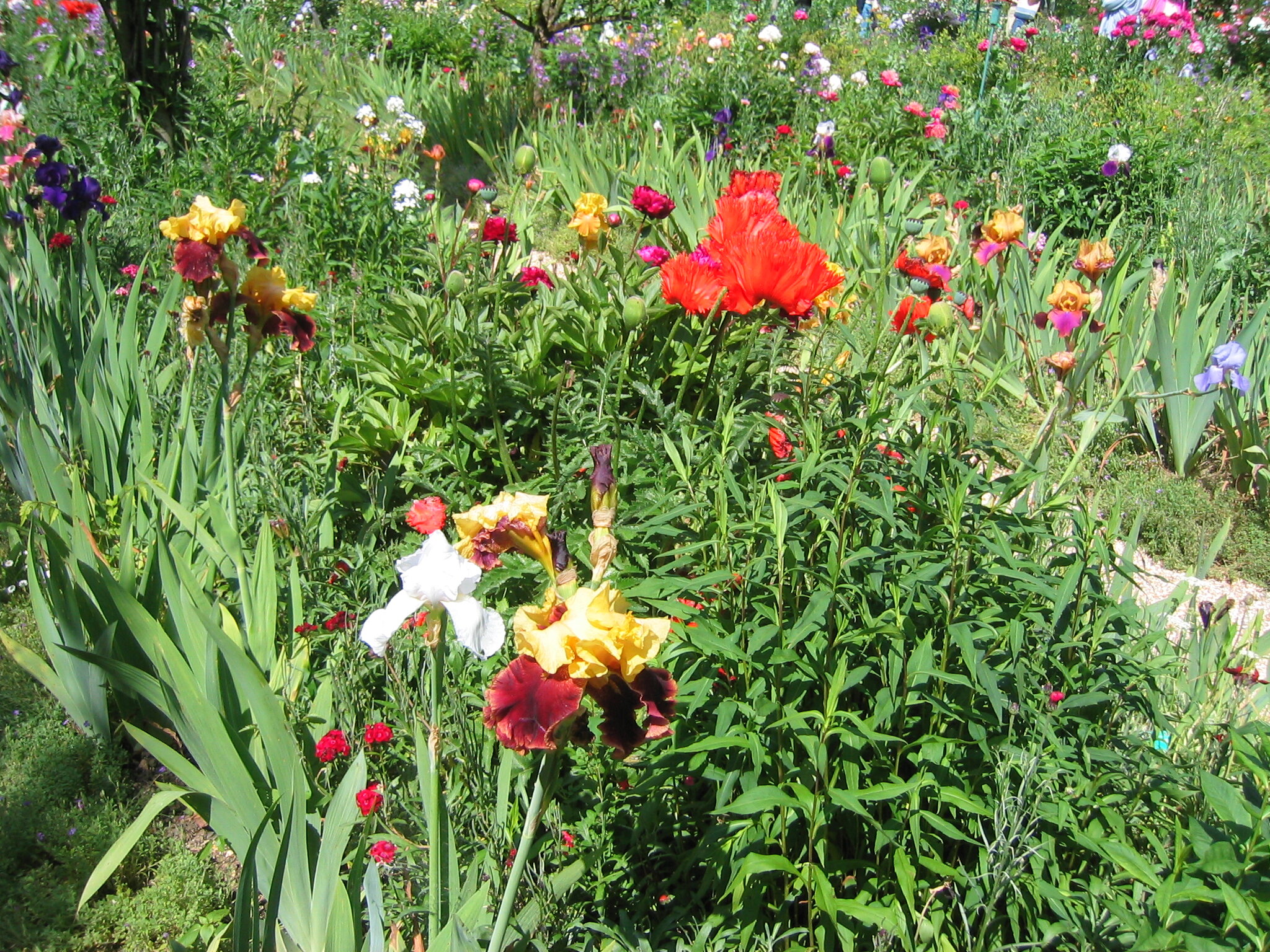 flowers garden.jpg